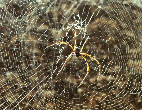 Spinnen op een web — Stockfoto