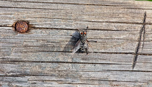 Vliegen zittend op een oude bord met een nagel — Stockfoto