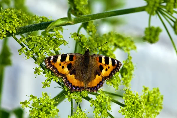 A borboleta que recolhe o pólen em um flo — Fotografia de Stock
