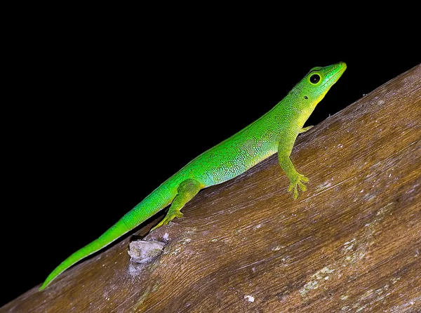 Very green lizard — Stock Photo, Image