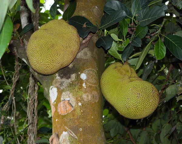 stock image Tropical fruit