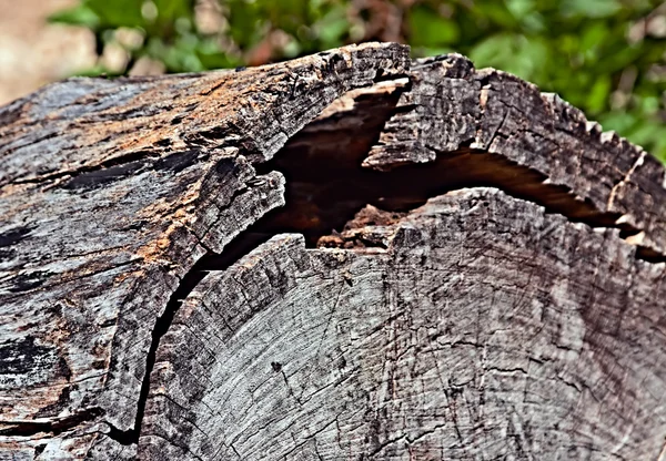 Old log — Stock Photo, Image