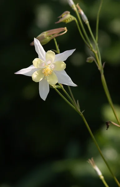 Witte bloem — Stockfoto