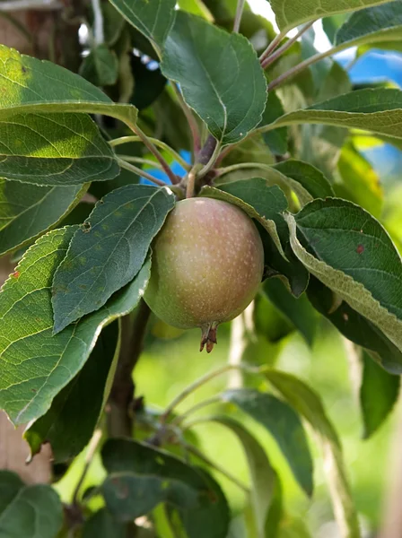 stock image The first apple