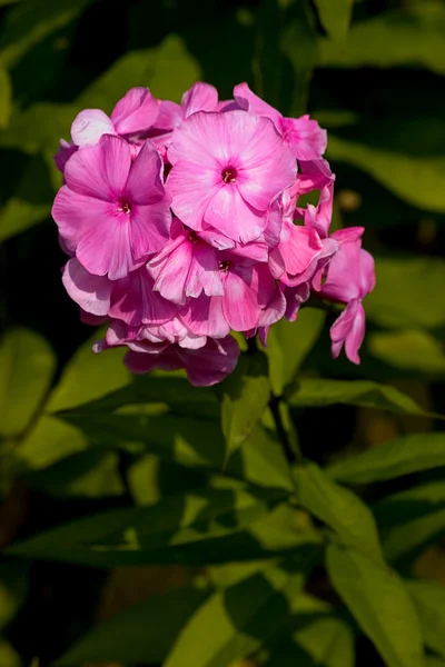 マゼンタの花 — ストック写真