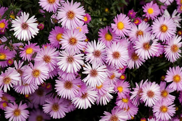 Biały purpurowy kwiat — Zdjęcie stockowe