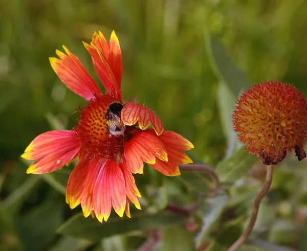 Бджола і квітка — стокове фото