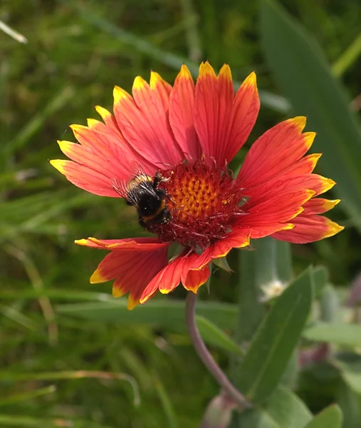 Μέλισσα και ένα λουλούδι — Φωτογραφία Αρχείου