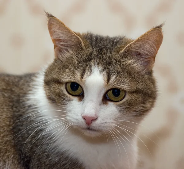 stock image Portrait of an old cat