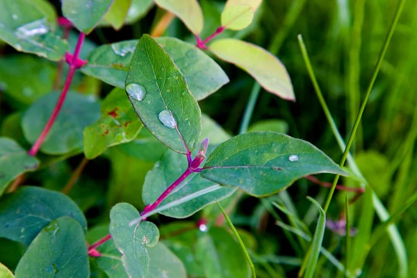 Droppar på blad på sommaren till en trädgård — Stockfoto
