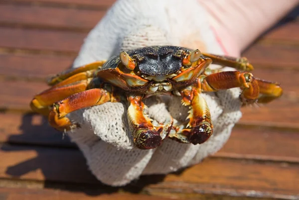 Stock image The crab in a hand