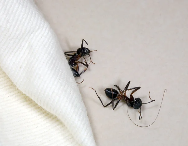 Дві мертві мурахи в готелі — стокове фото