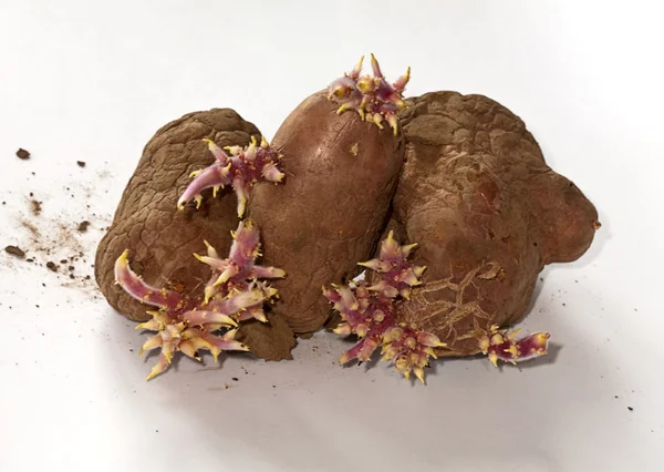 Potatis groddar — Stockfoto