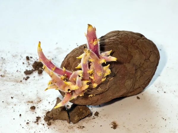 ジャガイモの芽 — ストック写真