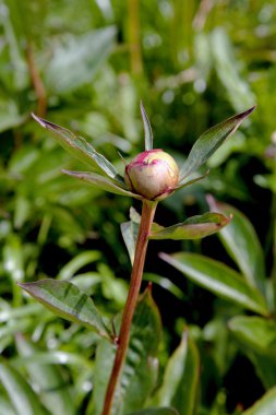 Bud, bir Şakayık Bahçe solar