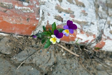 The violet plant growing on concrete. W clipart