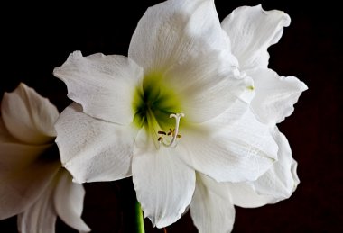beyaz çiçek