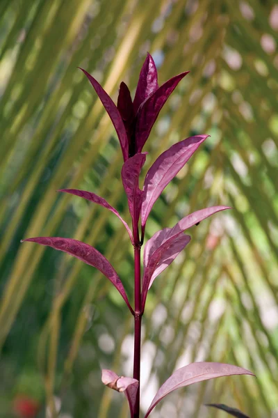 stock image Red plant