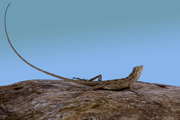 El lagarto en un viejo tronco —  Fotos de Stock