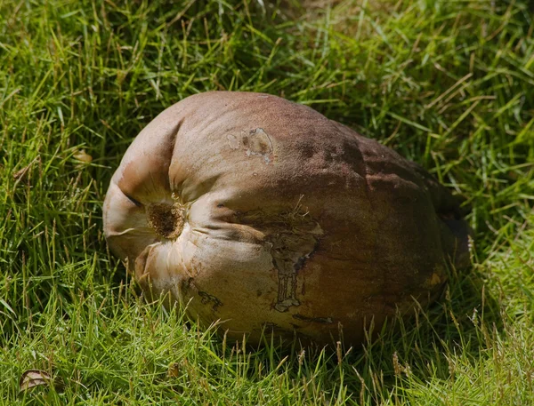 O grande coco em uma grama — Fotografia de Stock