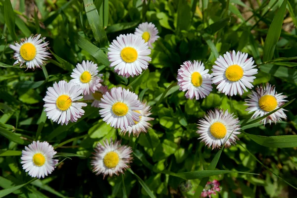 Beyaz-sarı çiçek — Stok fotoğraf