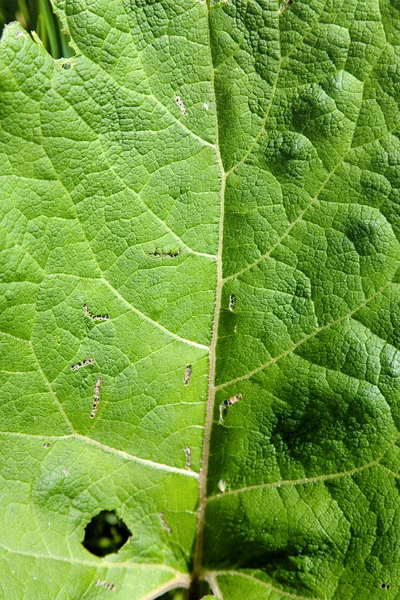 Zelený list, poškozené housenky — Stock fotografie