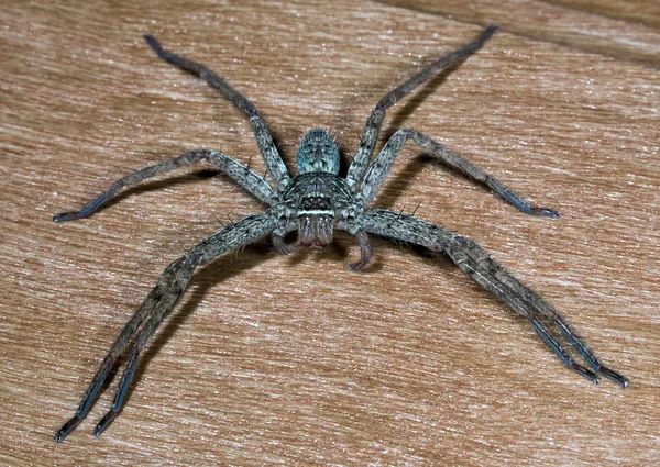 Великий павук на дошці — стокове фото