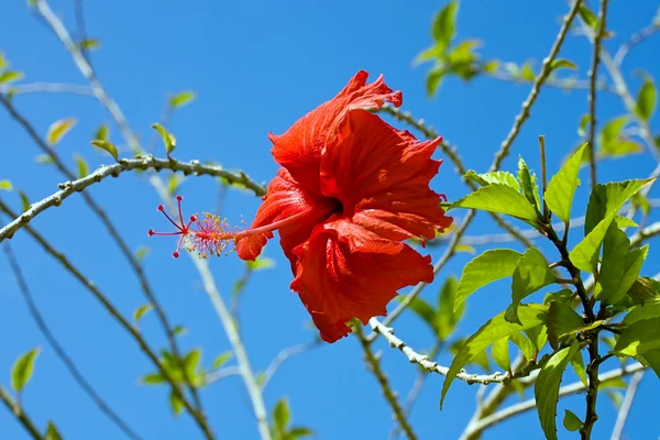 Κόκκινο λουλούδι — Φωτογραφία Αρχείου