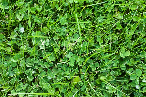 Gras na regen in de zomer op een tuin — Stockfoto
