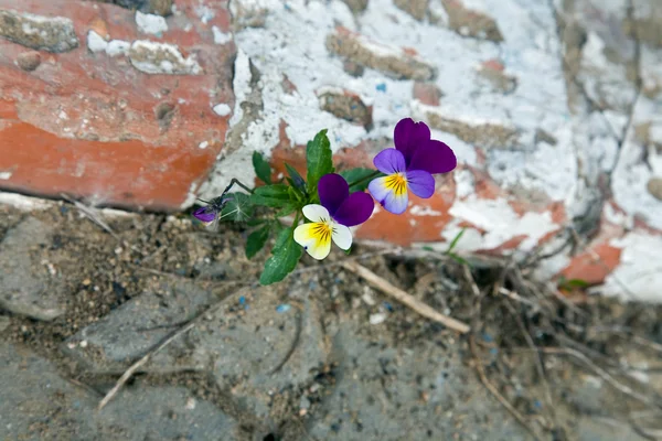 stock image The violet plant growing on concrete. W