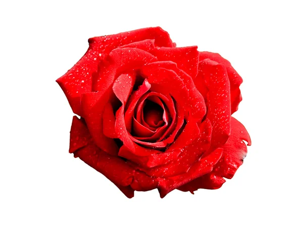 stock image Red flower