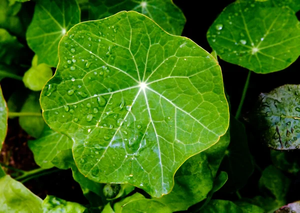 Drops on leaves on summer to a garden — Stock Photo, Image