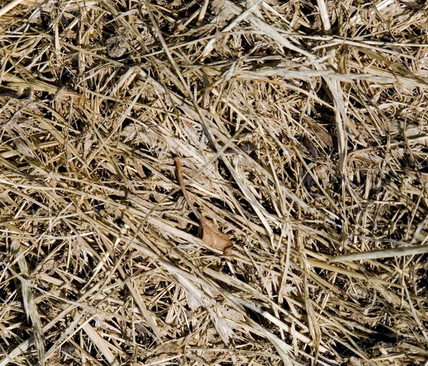 หญ้าแห้งในสวนบนดวงอาทิตย์ — ภาพถ่ายสต็อก