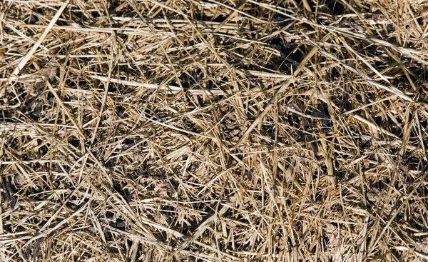 Dry grass in a garden on the sun — Stock Photo, Image