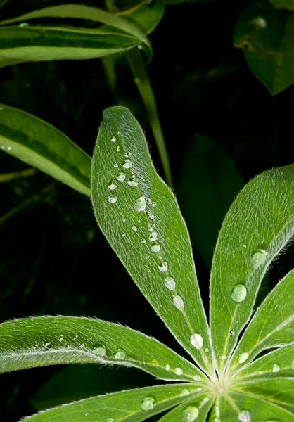 Drops on leaves on summer to a garden — Stock Photo, Image