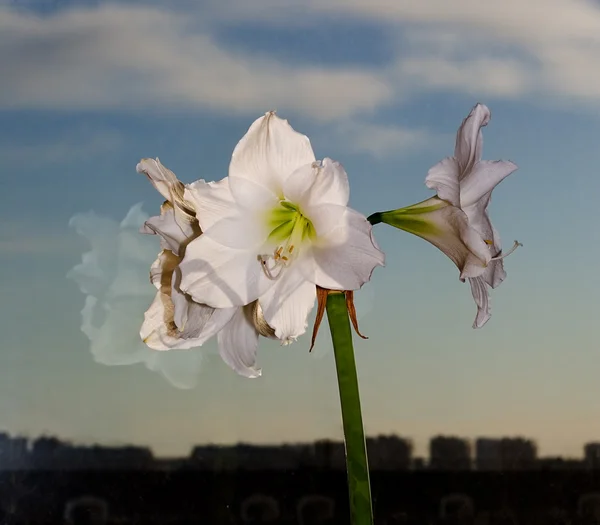 Biały kwiat nad miastem — Zdjęcie stockowe