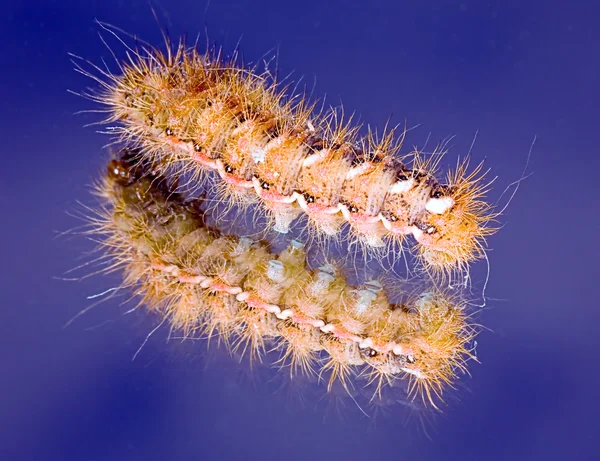 The fluffy caterpillar creeps on a mirro — Stock Photo, Image