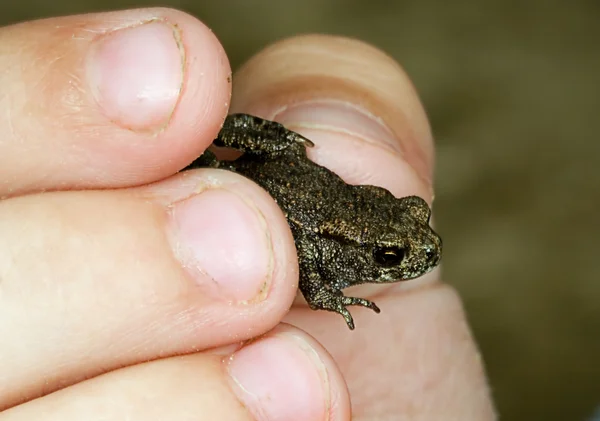 Small frog in a hand of the child — Stock Photo, Image