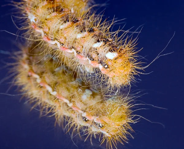 Kabarık caterpillar mirro sürünür — Stok fotoğraf