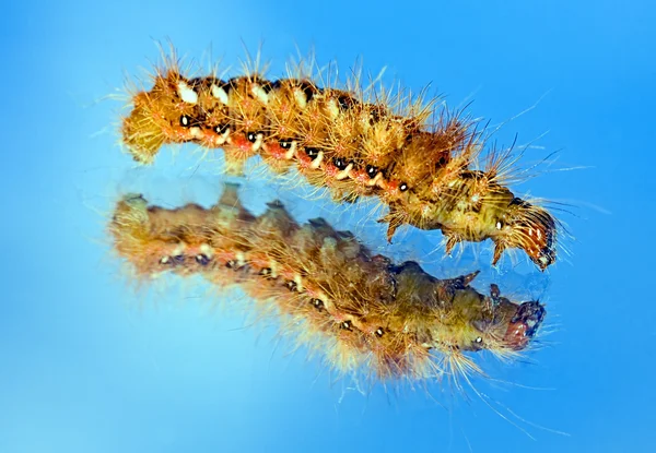 Fluffiga larv kryper på en mirro — Stockfoto