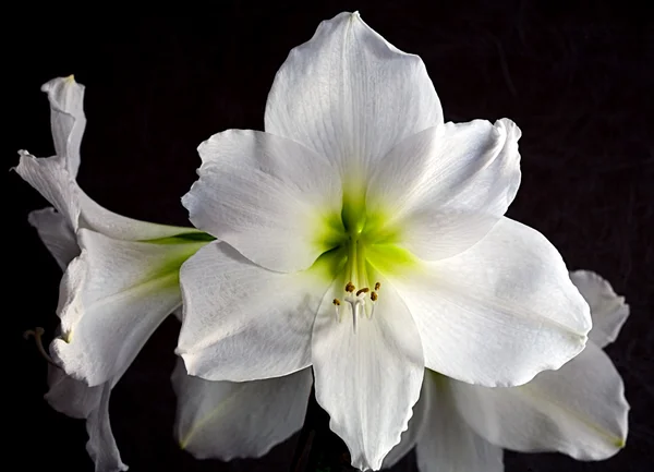 Flor branca — Fotografia de Stock