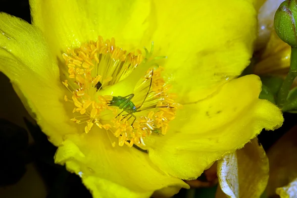 Маленька зелена комаха на жовтій квітці — стокове фото