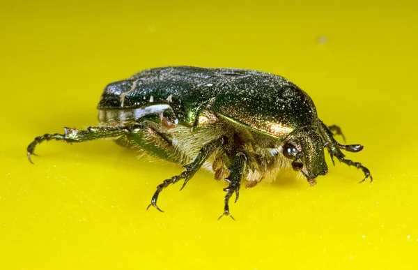 O grande Bug rasteja em uma mesa amarela — Fotografia de Stock