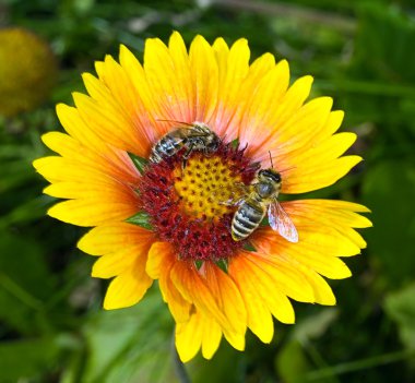 Bir çiçek polenleri toplayarak arı