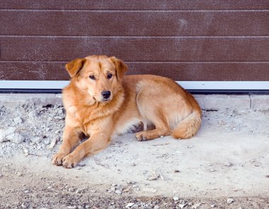 İnşaat alanı üzerinde uyuyan köpeği