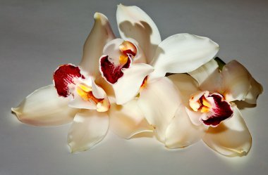 White orchid clipart