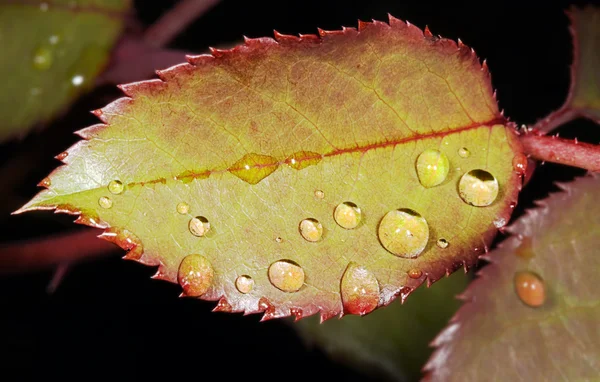 Gotas en las hojas en verano en el jardín —  Fotos de Stock
