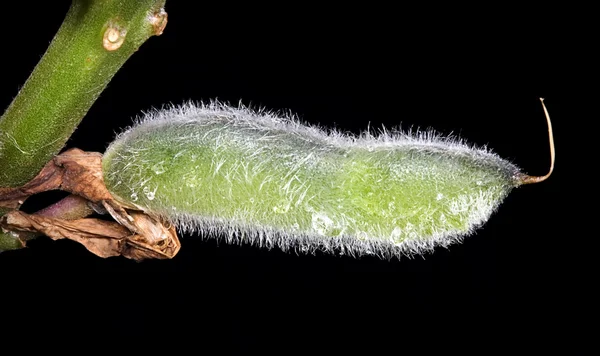 Fluffy Plant on a background of the sky — Stock Photo, Image