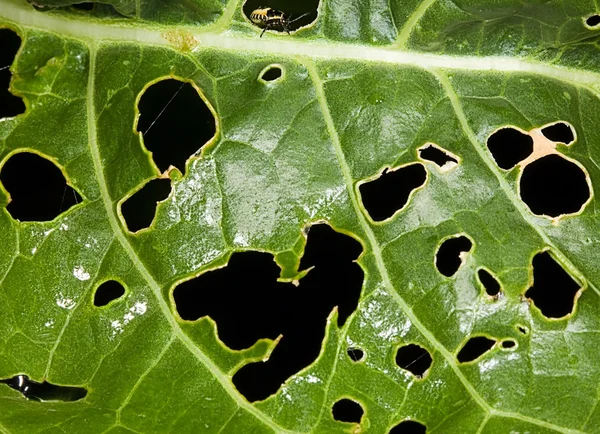 Green leaf damaged by caterpillars — Stock Photo, Image