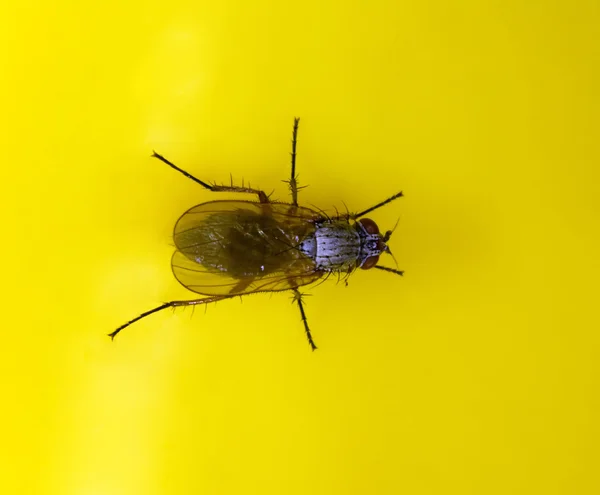La mosca se arrastra sobre una mesa amarilla — Foto de Stock
